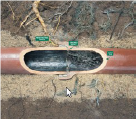 Sewer main line showing roots growing in pipe. 